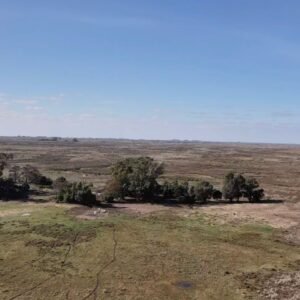 1600 hectáreas - Coronel Dorrego