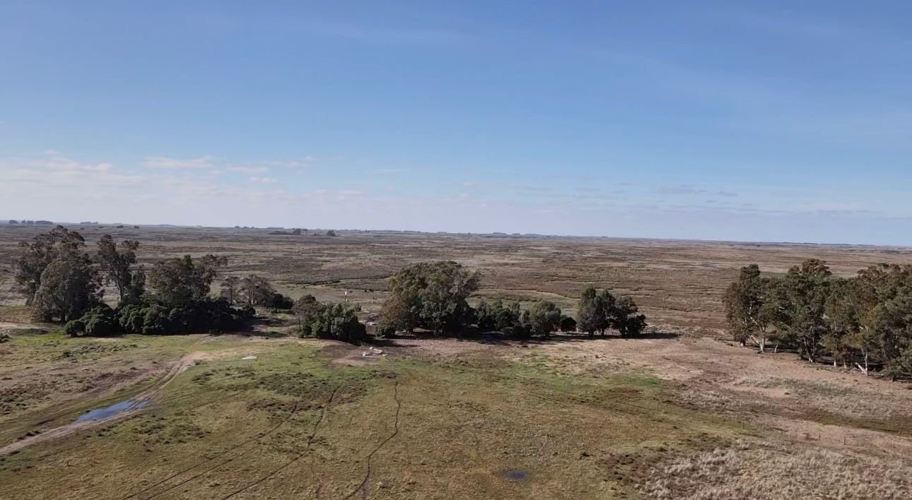 1600 hectáreas - Coronel Dorrego